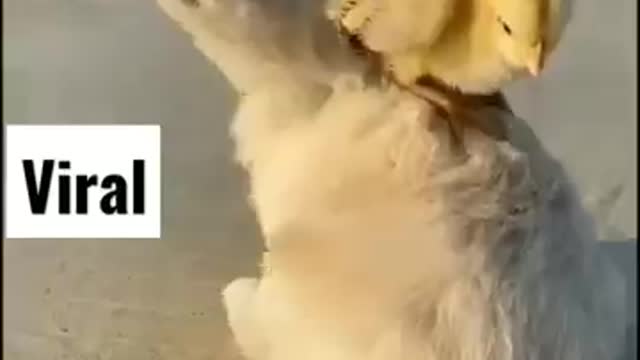 Cute puppy chasing the duck and chicken