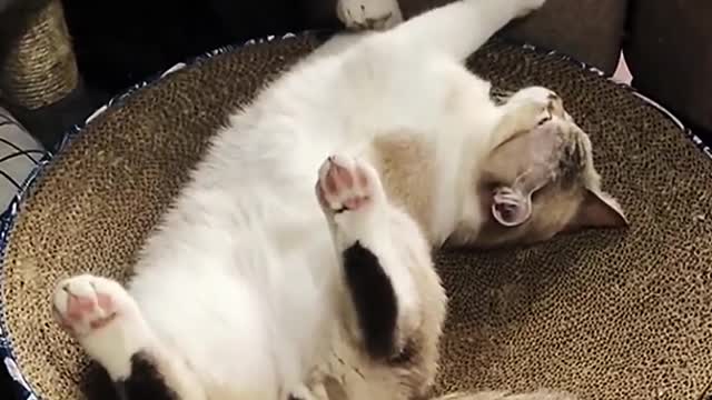 Take stock of those cute pets who have been smoked by farts