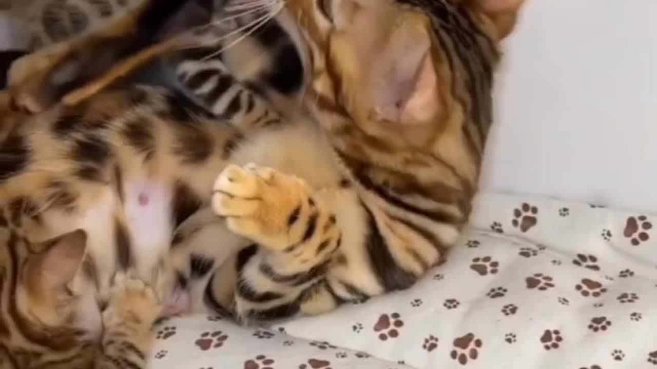 BEAUTIFUL❣️ BENGAL CAT FAMILY