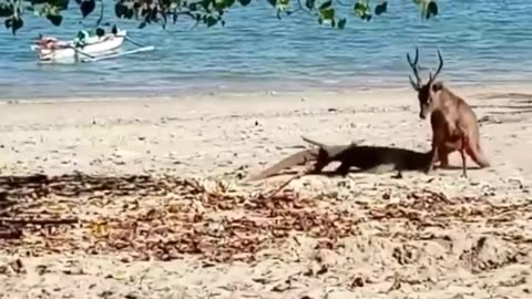 Komodo Dragon Chasing and Eat Alive Deer On The Beach