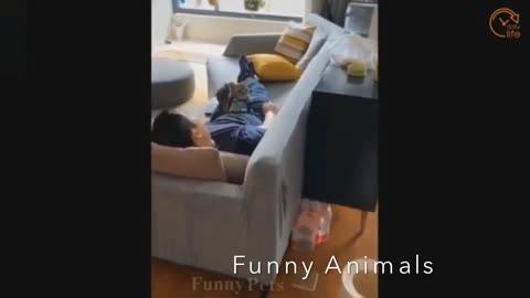 Hilarious cat and dog compilation 😹