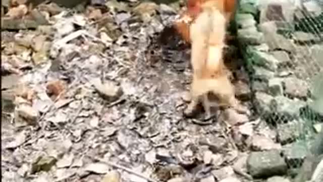 chicken vs dog fight