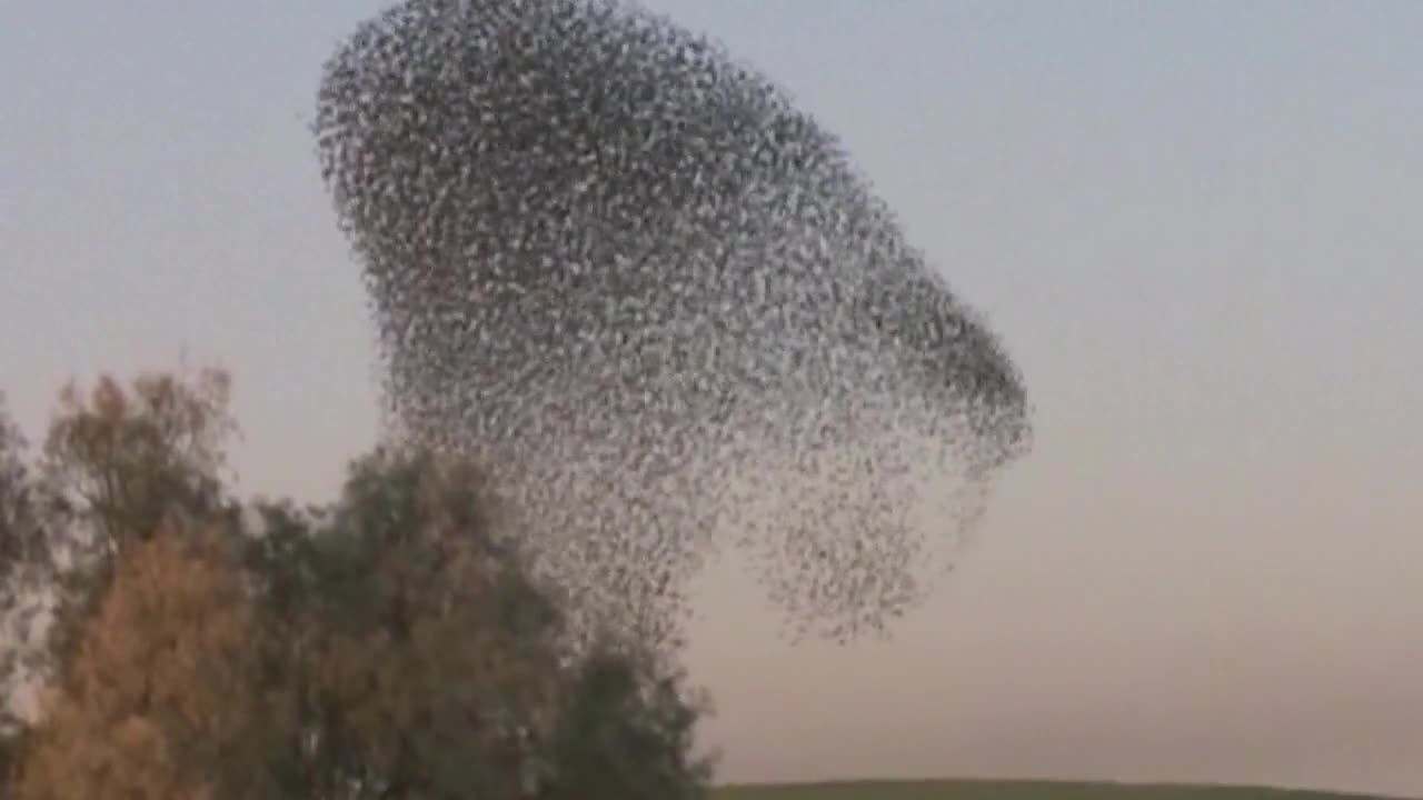 Beautiful Starling Murmuration