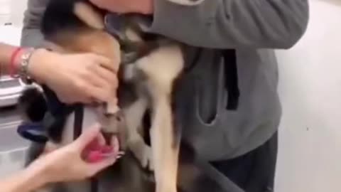 Cute and funny cat video.