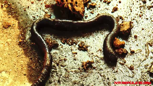 Snail's speed to hunt earthworm is faster than leopard_Cut