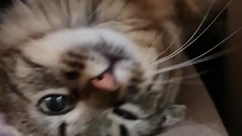 Cat funny video#😋😋😋😋#