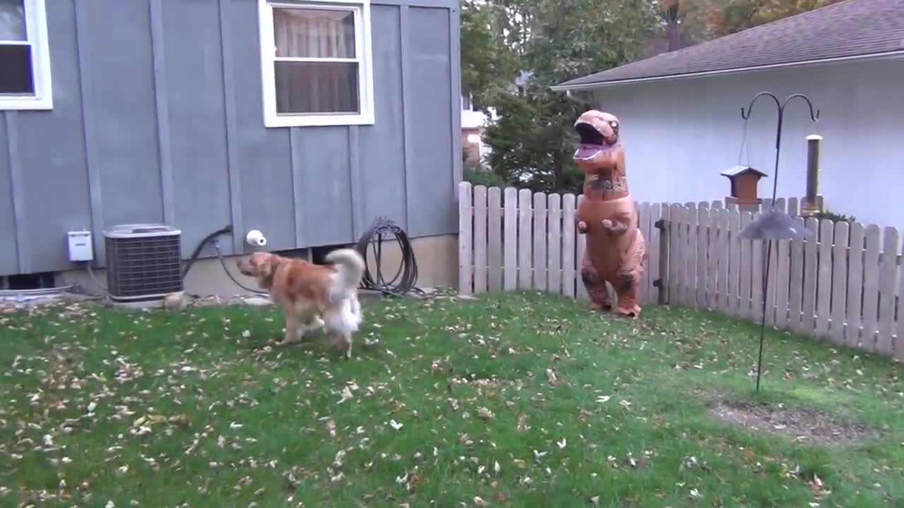 Dog VS Dinosaur