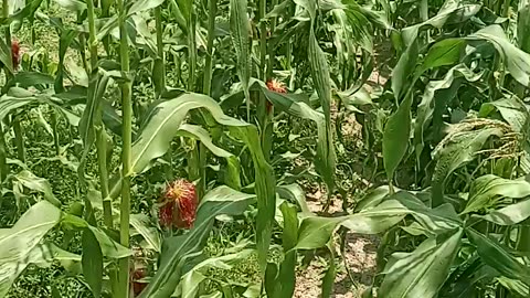 Sneak peek at the Homestead veggies n Ducks n Chickens