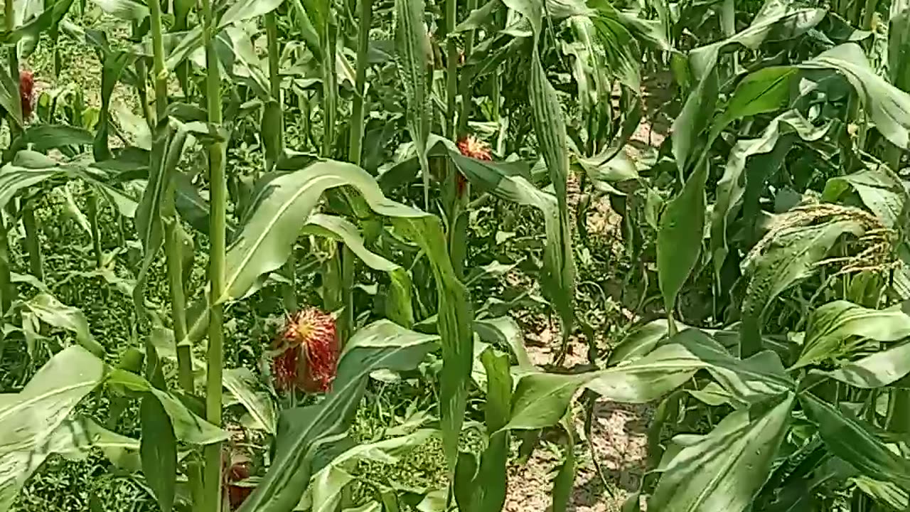 Sneak peek at the Homestead veggies n Ducks n Chickens