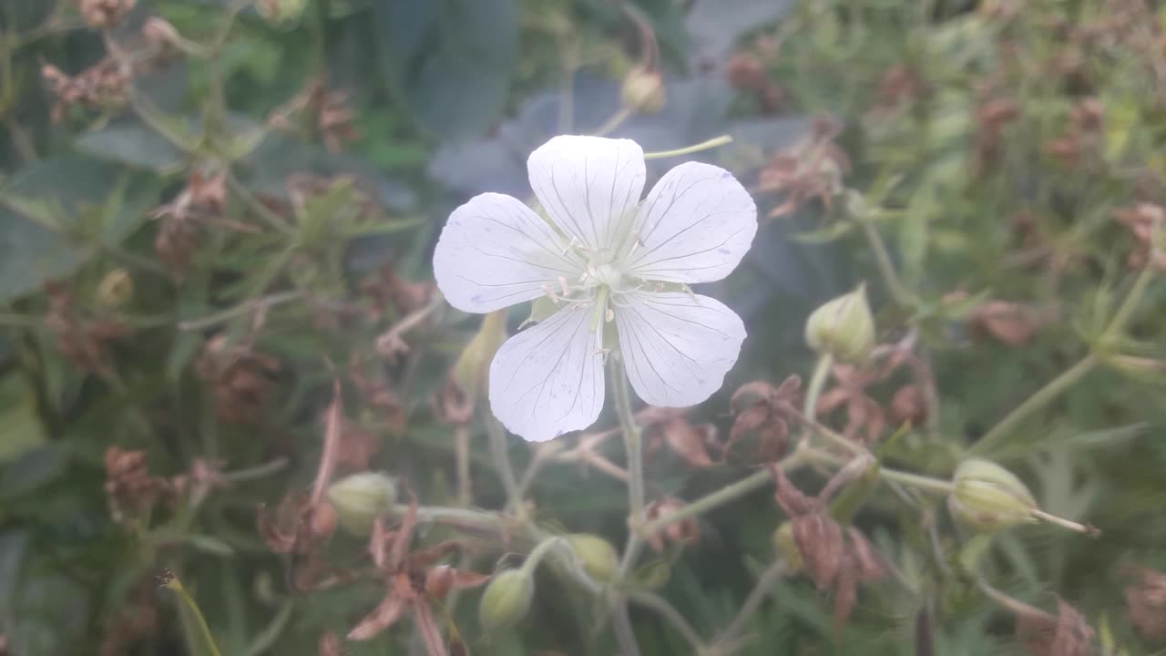 The last geranium