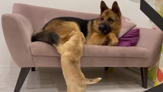 Tiny Puppy Demands Attention from German Shepherd