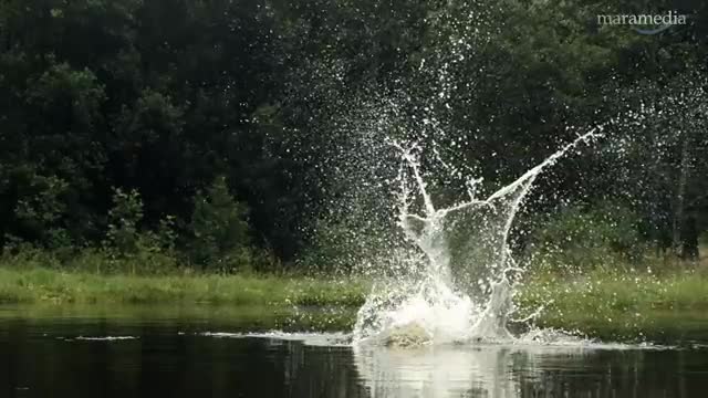 An osprey fishing in spectacular super slow motion