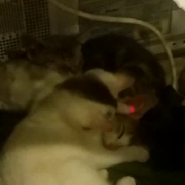 when some is sleeping and you notice something in their head.