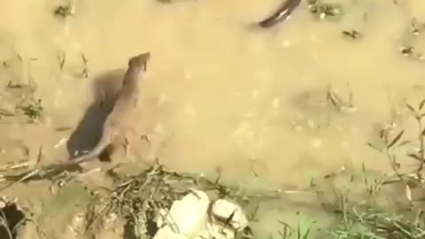 Snake and Mongoose Fighting