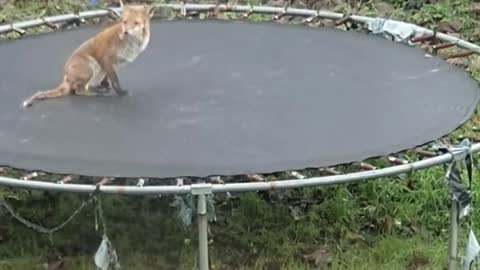 Frolicking Fox on the Trampoline