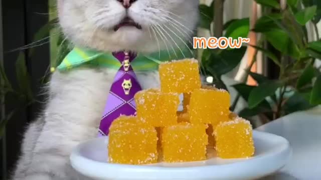 Do You Have Mandarins? Making Healthy X Candy Right Away Chef Cat Cooking #tiktok #Shorts