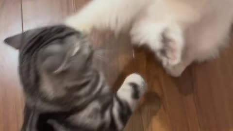 Two naive| two cats love| cats fighting