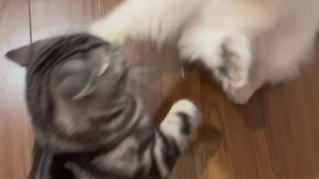 Two naive| two cats love| cats fighting