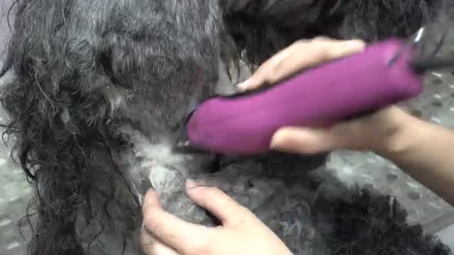 MATTED to the SKIN! Sweet 16 year old dog gets a fresh start
