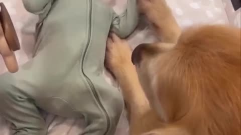 Dog brother taking care of his human baby brother