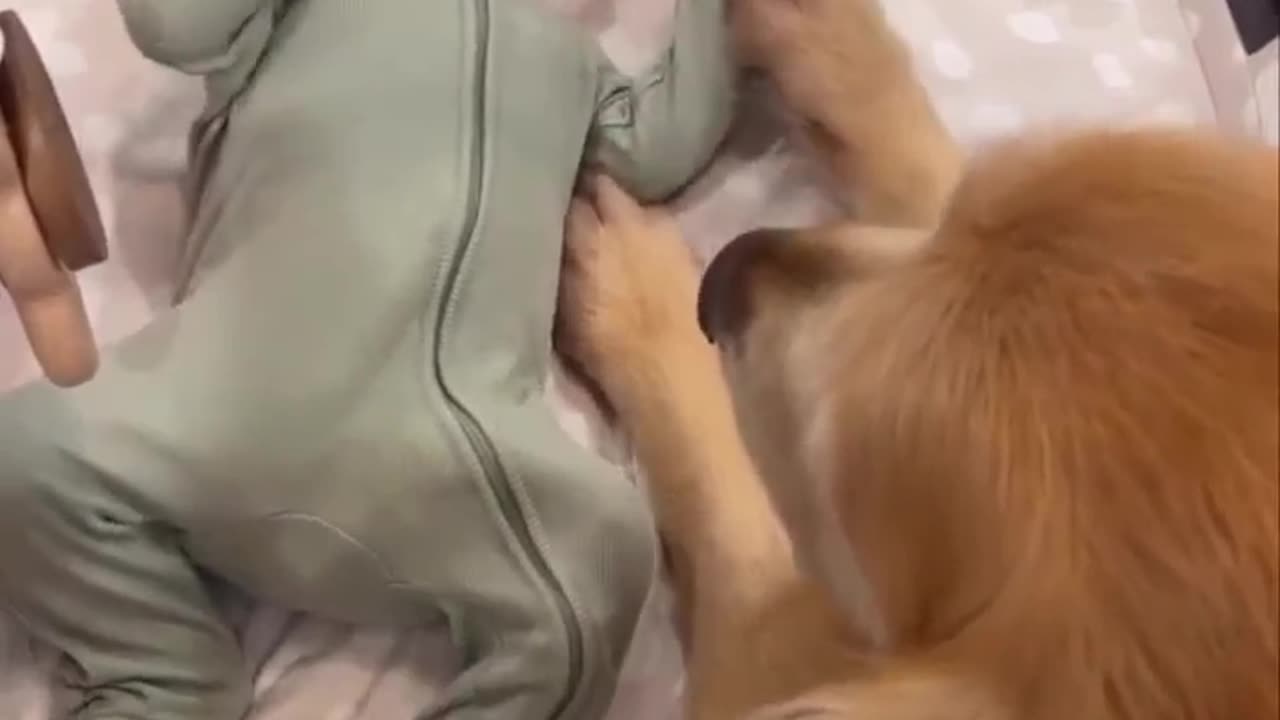 Dog brother taking care of his human baby brother