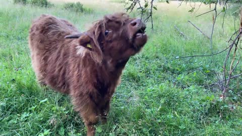 Scottish Highland Cattle In Finland Leaf eating