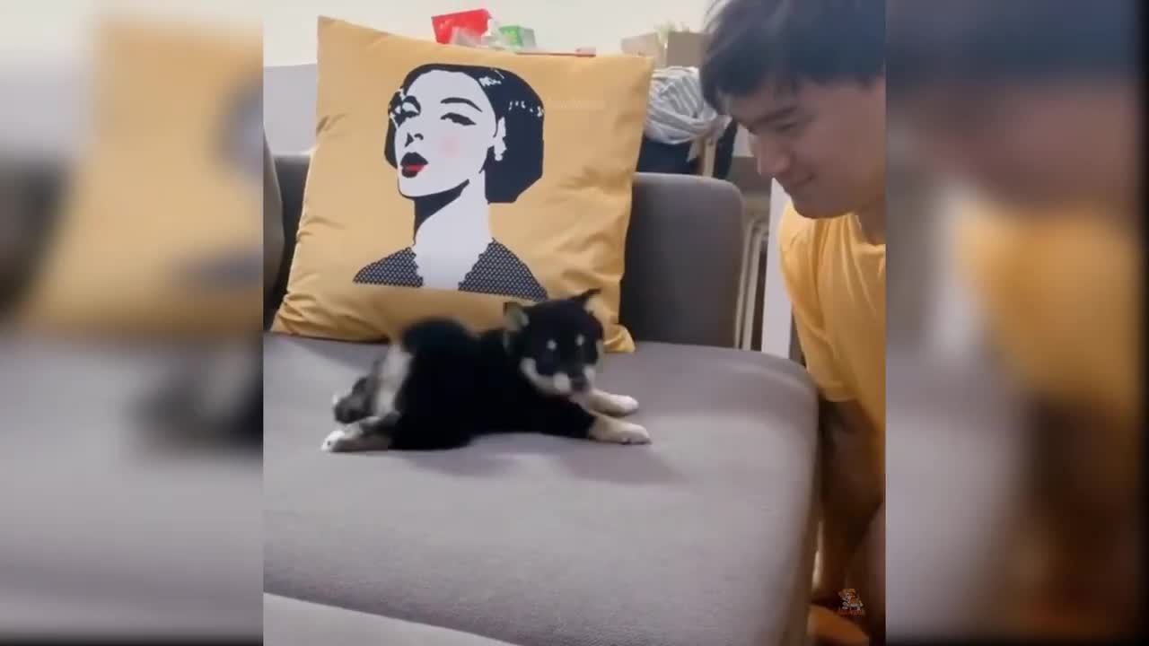 Baby Dogs - Cute and Funny Dog Videos Compilation
