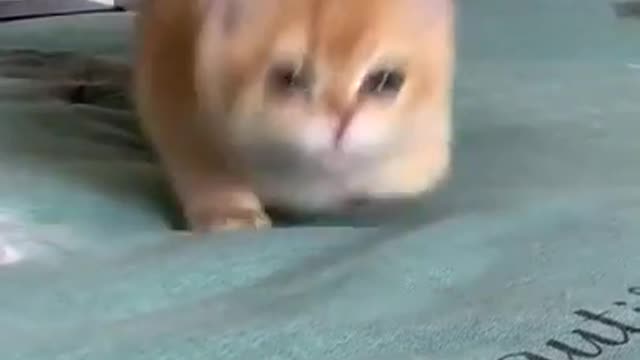 Cute And Funny Cat Videos Compilation 🙄🤔