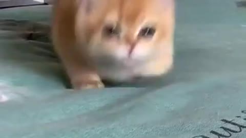 Cute And Funny Cat Videos Compilation 🙄🤔