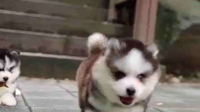 Funny Cute Dogs #shortvideo