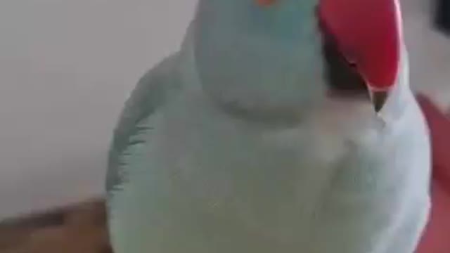 Cute smart bird