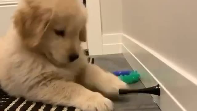 Golden Retriever vs. Doorstopper