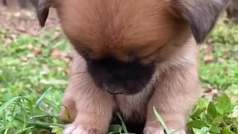 Funny animals 😄
