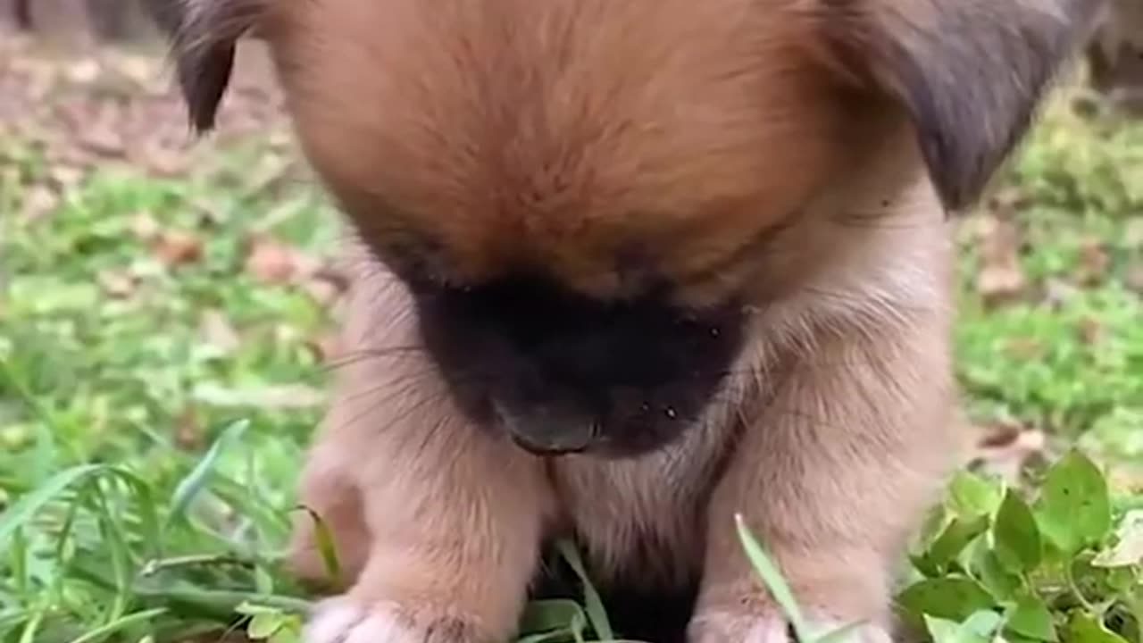 Funny animals π