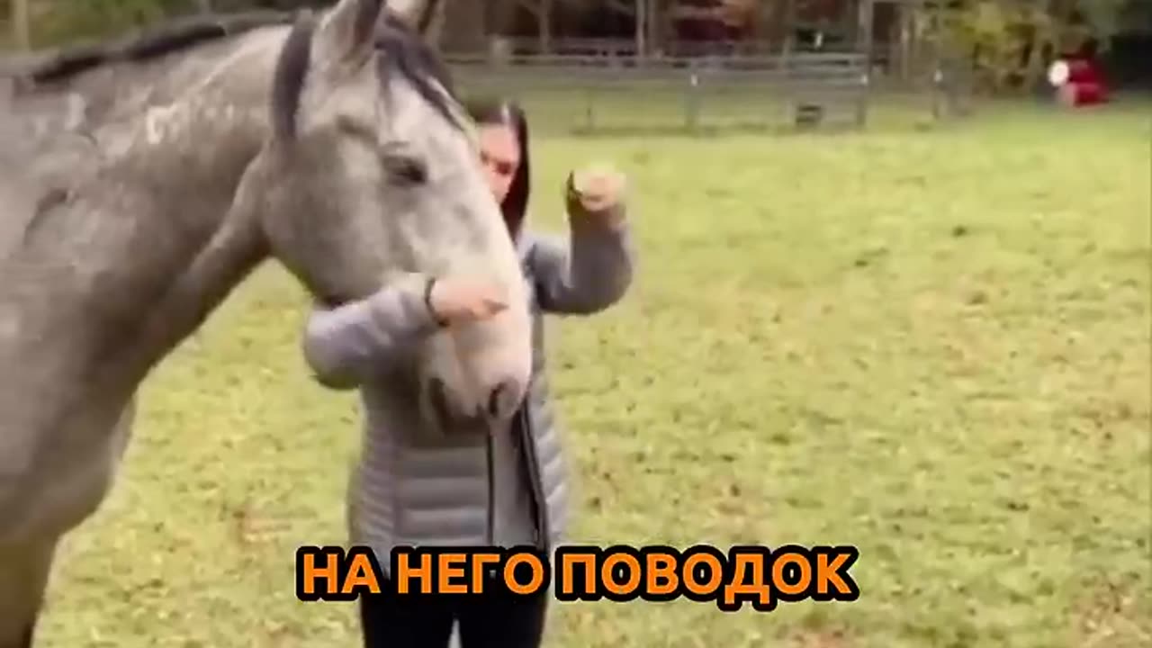 Обманула коня 🐴 #delega #шортс #shorts #sho