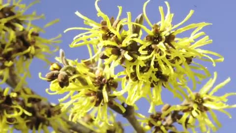 Spring flowers Inspiration of divine love Timelapse - Piano Instrumental Music