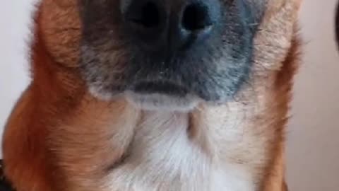 Truth Pups