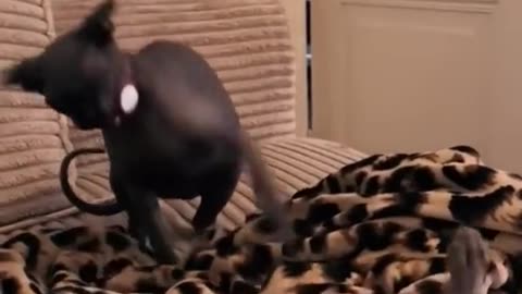 Funny animals short video 27