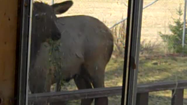 PACKWOOD ELK