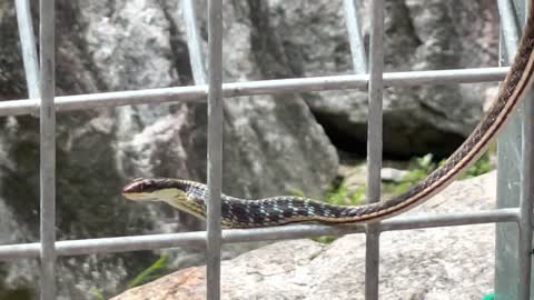 Zoo Negara Malaysia