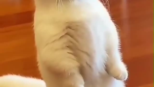 Funniest Animal #4