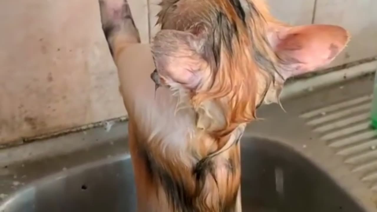 Funny Animal Videos 2024 Best Dogs And Cats Videos 😺😍short,viral,tiktok
