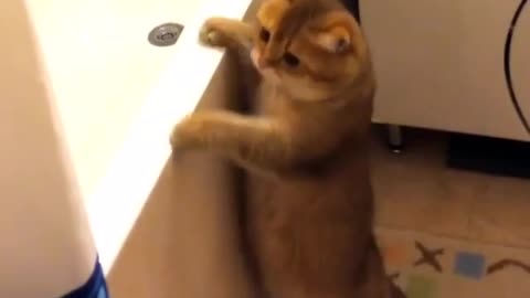 love cat