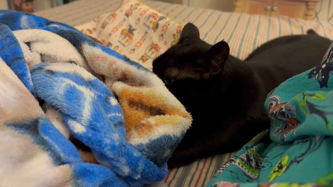 Adopting a Cat from a Shelter Vlog - Cute Precious Piper Makes Herself a Cuddly Kitten