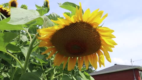 Beautiful Sunflowers!!!!!!!