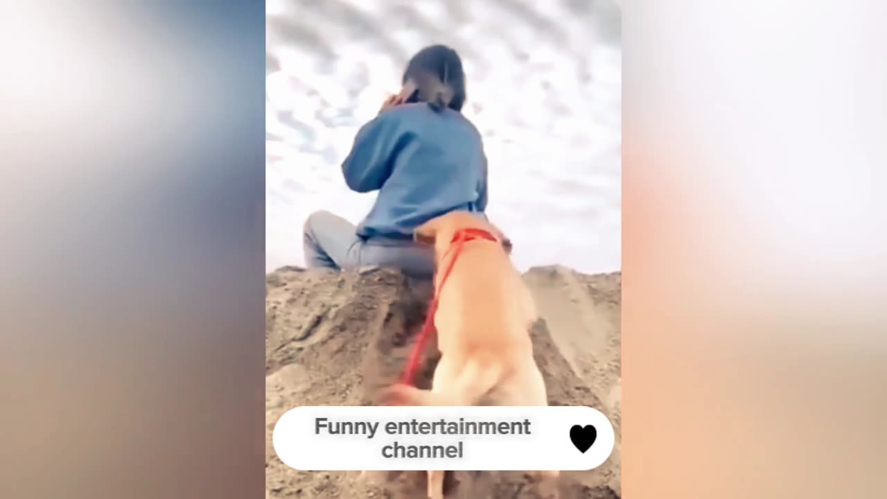 New Funny animals video 2023। cute&dogs। Funny Entertainment channel