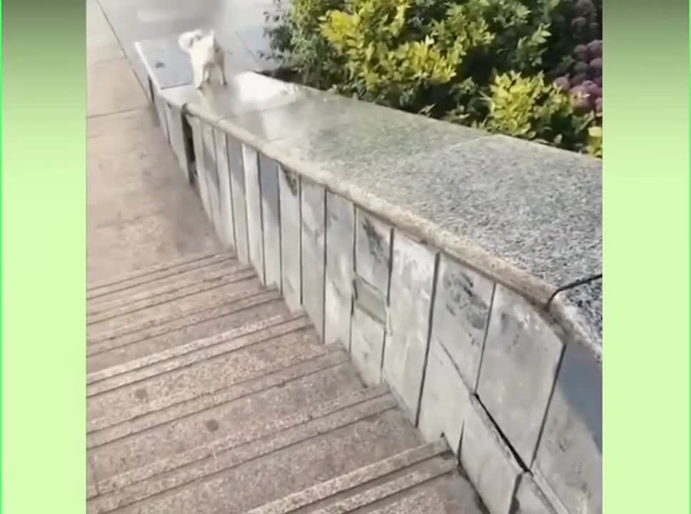 Small puppy enjoy slide|| slideing by small puppy || best slideing ever