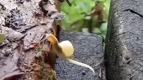 NEVER GIVE UP #shorts #shortvideo #video #virals #videoviral