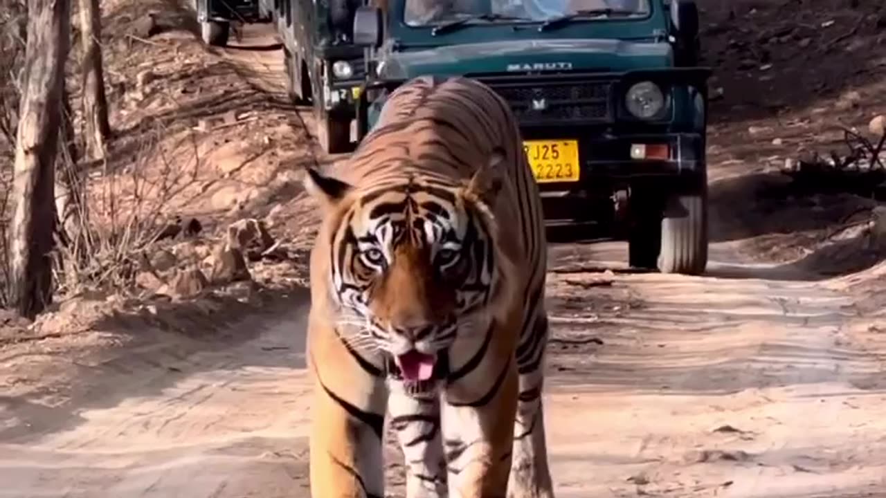 Tiger walk in shocking style seen the people #shorts #viral#tiger