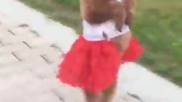 Cute & Funny Puppies | Funny Baby Dogs Videos#Shorts